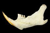 Lower Pleistocene Pika (Prolagus?) Jaw - France #181293-1